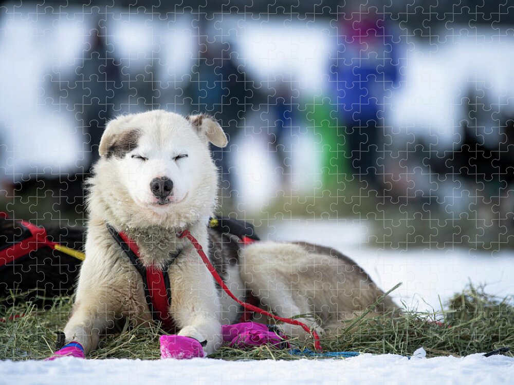 Iditarod 2019 Jigsaw Puzzle featuring the photograph Hooper by Scott Slone