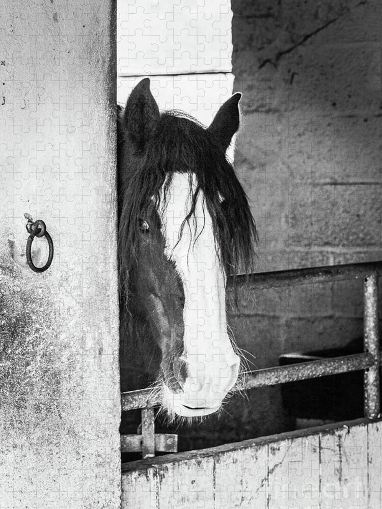 Horse Jigsaw Puzzle featuring the photograph Horse in Stable bw Vert by Eddie Barron