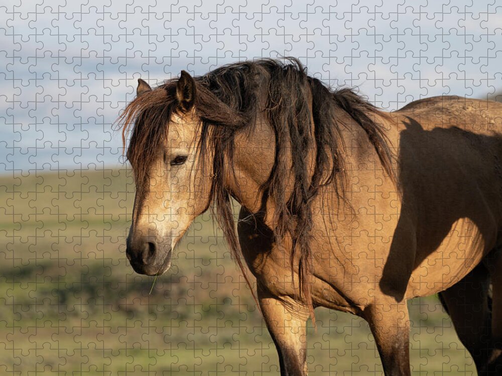 Wild Horses Jigsaw Puzzle featuring the photograph Horse on Horse by Mary Hone