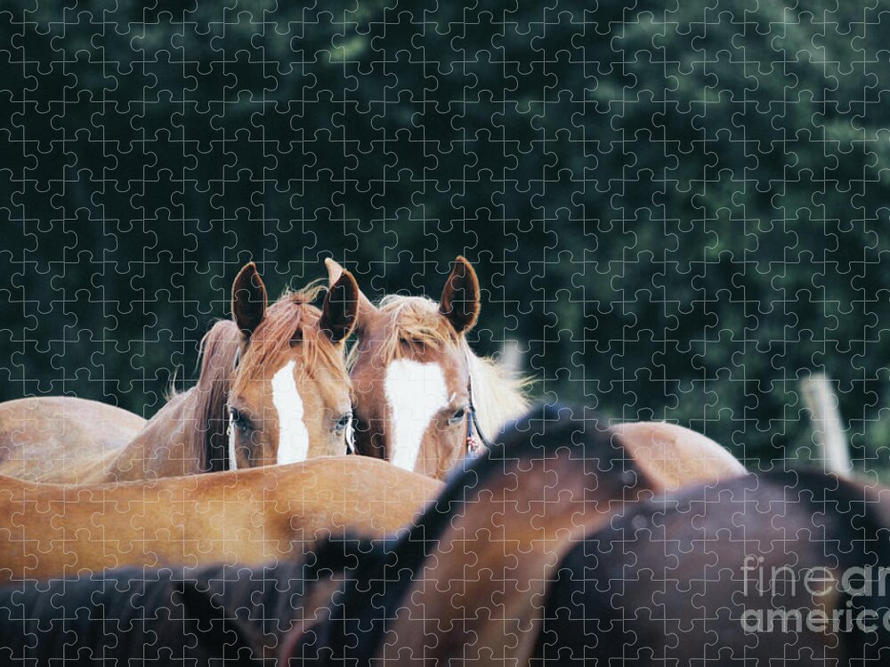 Horse Jigsaw Puzzle featuring the photograph Horses in a herd by Dimitar Hristov