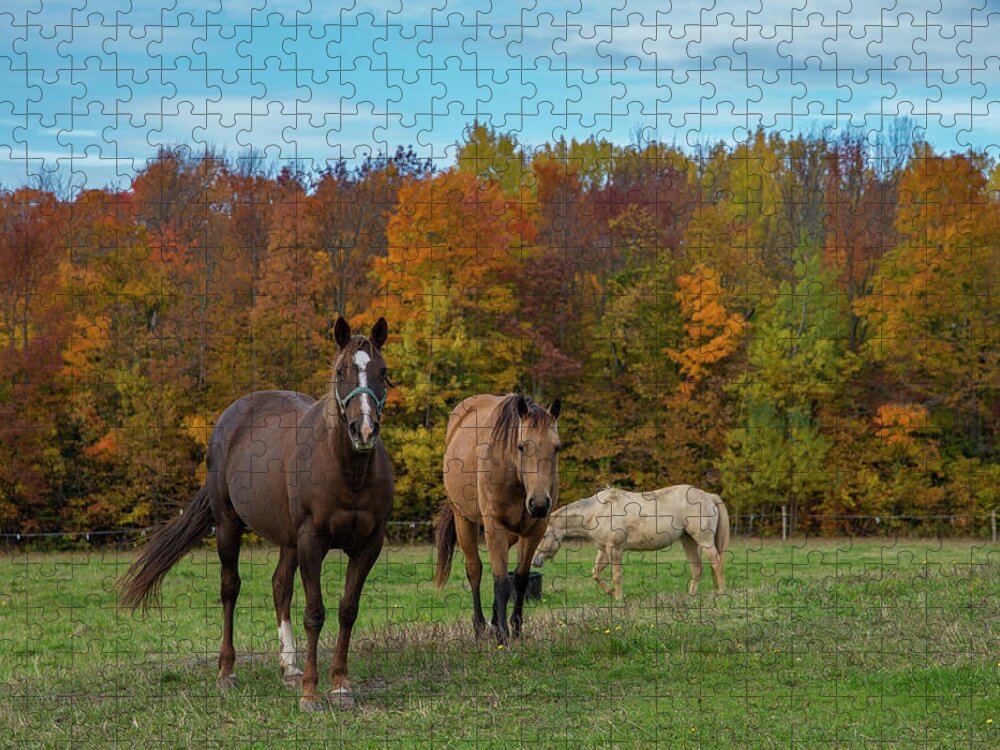 Horses In Autumn Jigsaw Puzzle featuring the photograph Horses In Autumn by Mark Papke