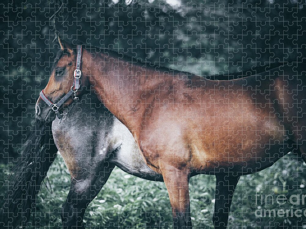 Horse Jigsaw Puzzle featuring the photograph Horses rest under a tree by Dimitar Hristov