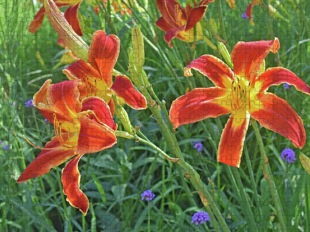Daylilies Jigsaw Puzzle featuring the photograph Hot July Field of Daylilies by Janis Senungetuk