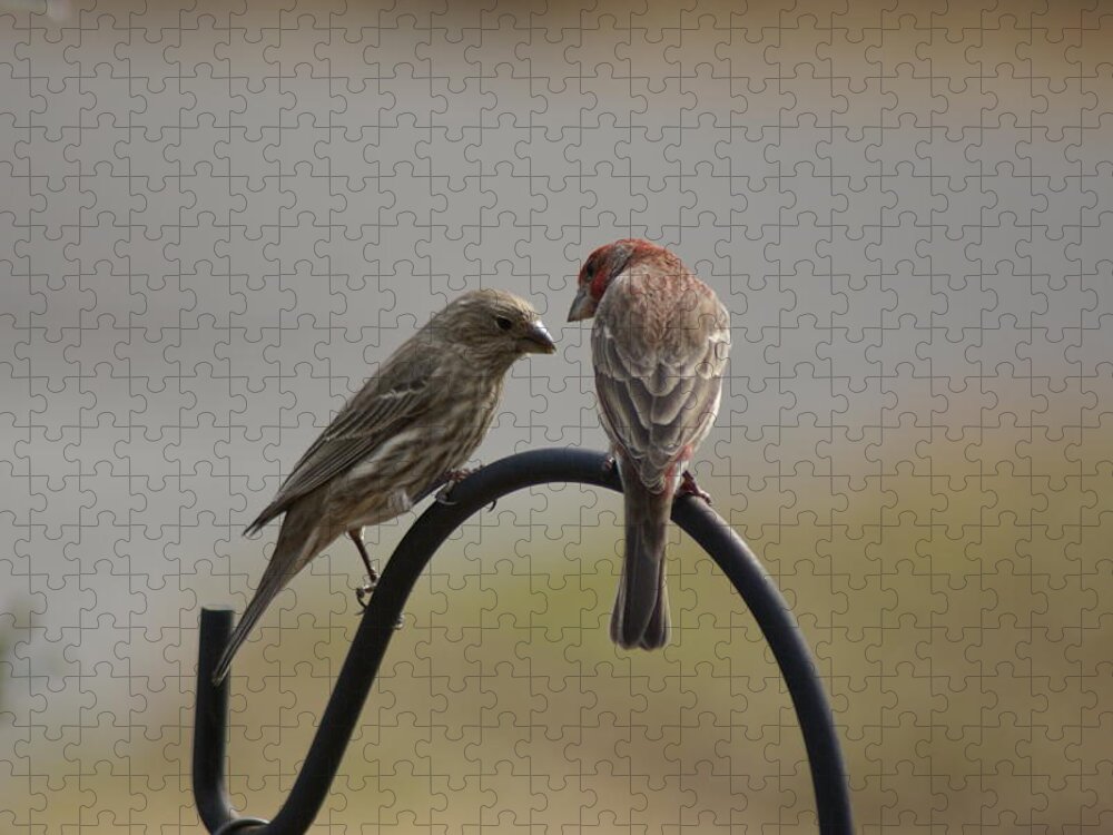  Jigsaw Puzzle featuring the photograph House Finch Pair by Heather E Harman