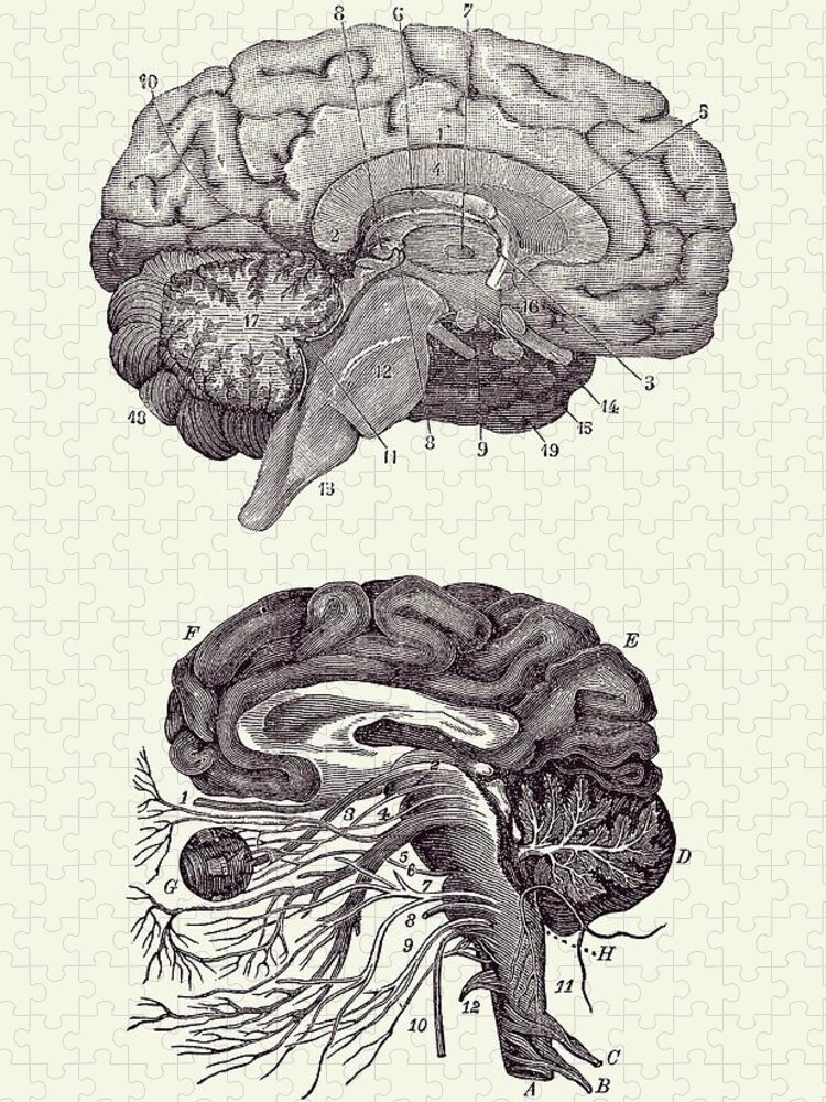 Brain Jigsaw Puzzle featuring the drawing Human Brain - Central Nervous System - Vintage Anatomy Print 2 by Vintage Anatomy Prints