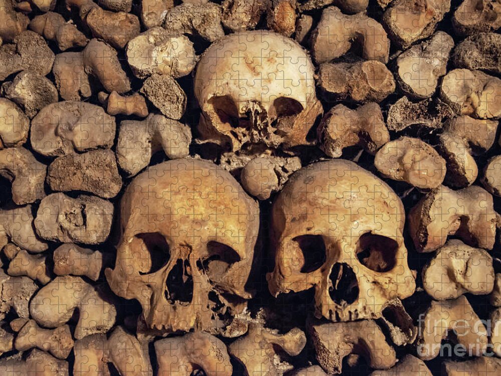 Skulls Jigsaw Puzzle featuring the photograph Human skulls and bones by Delphimages Paris Photography