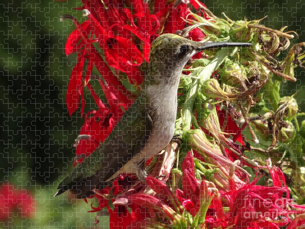 Copyright 2022 By Christopher Plummer Jigsaw Puzzle featuring the photograph Hummers Day 2-09 by Christopher Plummer