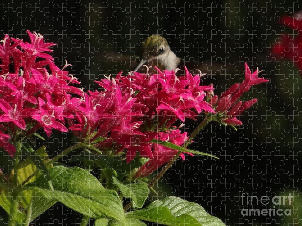 5 Star Jigsaw Puzzle featuring the photograph Hummers on Deck- 2-03 by Christopher Plummer