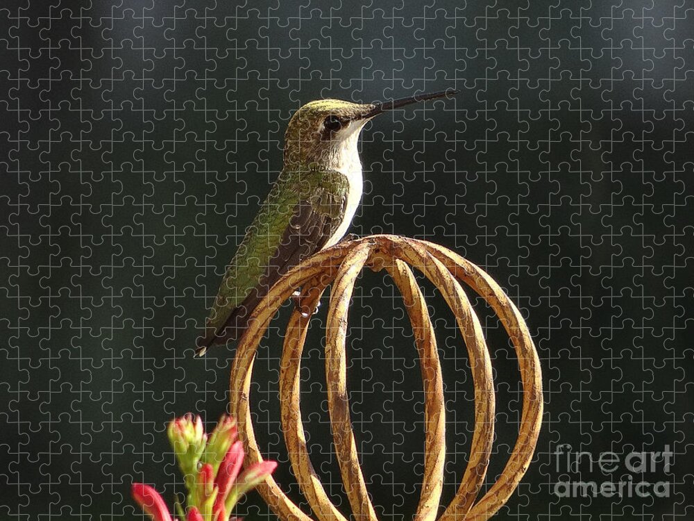 5 Star Jigsaw Puzzle featuring the photograph Hummers on Deck- 2-04 by Christopher Plummer