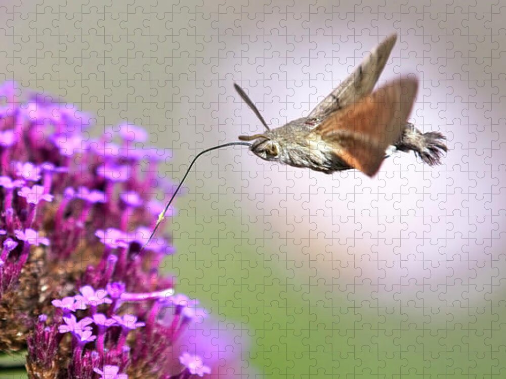 Hummingbird Hawkmoth Jigsaw Puzzle featuring the photograph Humming-bird Hawk-moth, Macroglossum stellatarum by Tony Mills