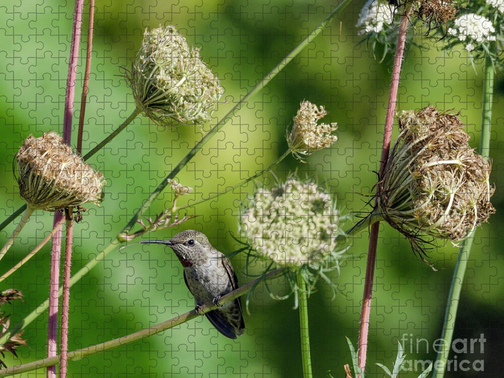 Kmaphoto Jigsaw Puzzle featuring the photograph Hummingbird and Lace by Kristine Anderson