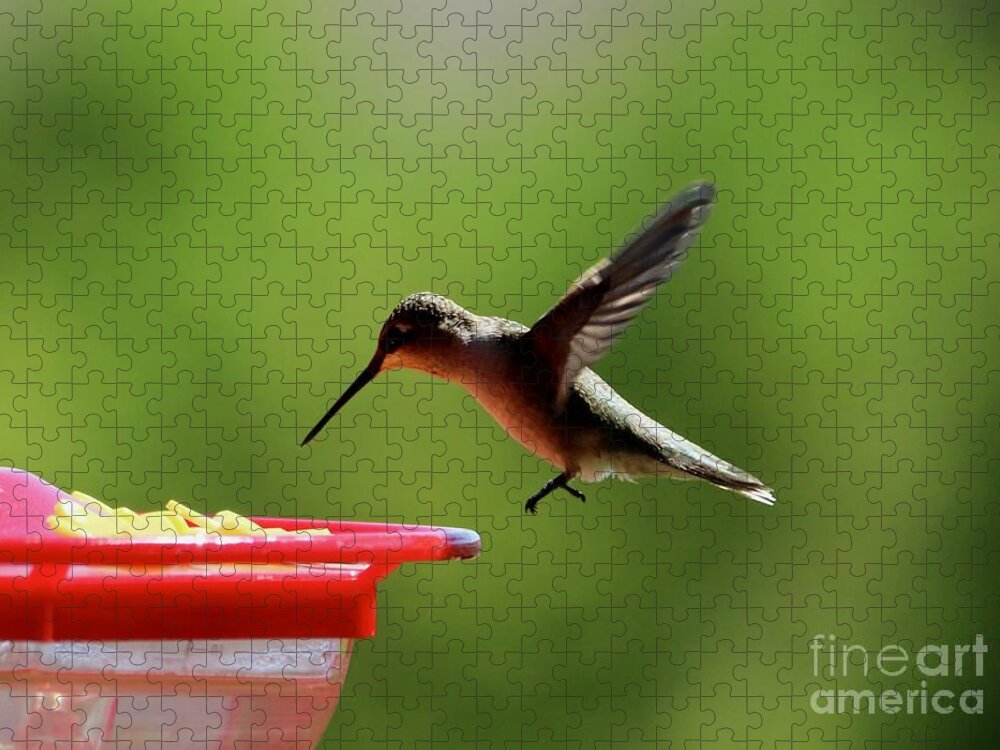 Hummingbird Jigsaw Puzzle featuring the photograph Hummingbird Approach by Carol Groenen