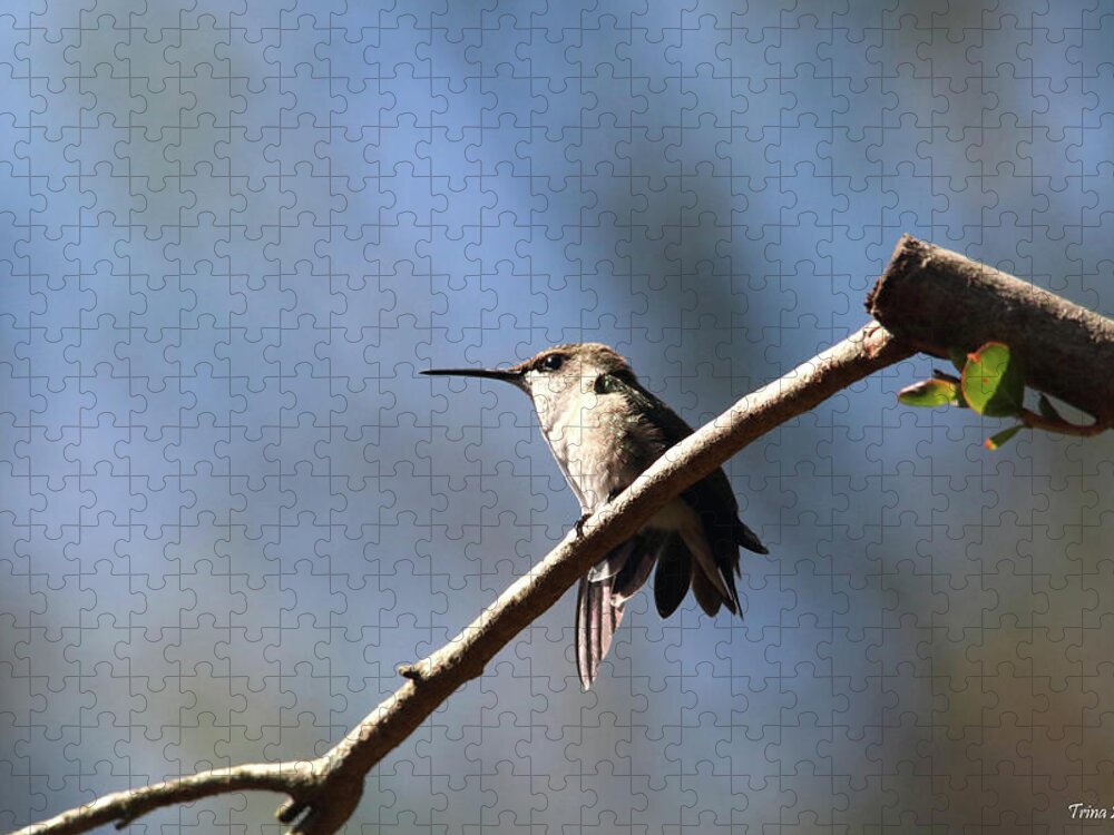 Birds Jigsaw Puzzle featuring the photograph Hummingbird at Rest by Trina Ansel