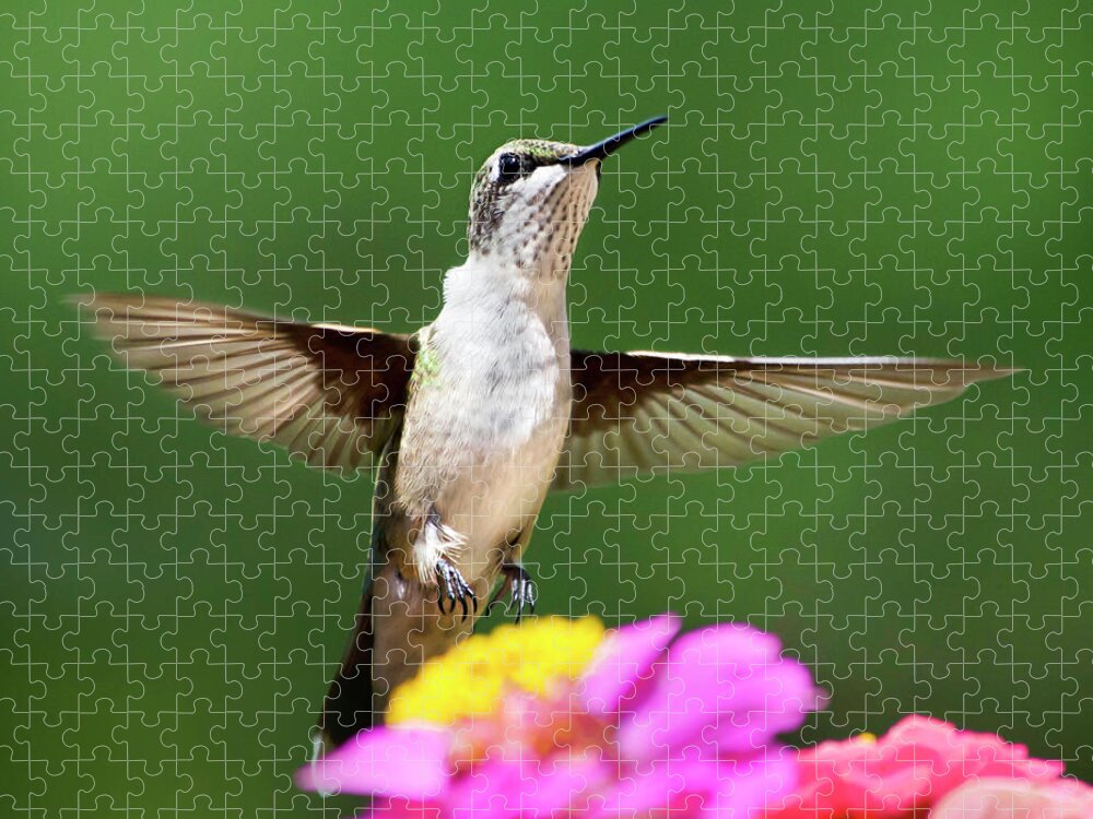 Hummingbird Jigsaw Puzzle featuring the photograph Hummingbird by Christina Rollo