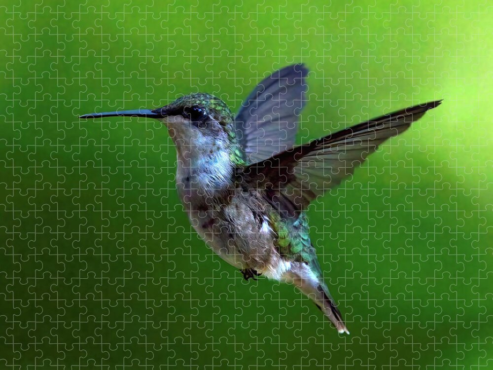 Hummingbird Jigsaw Puzzle featuring the photograph Hummingbird Hovers by Flinn Hackett