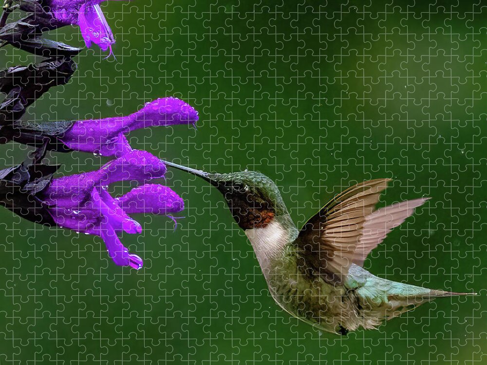 Hummingbird Jigsaw Puzzle featuring the photograph Hummingbird in Rain by William Jobes