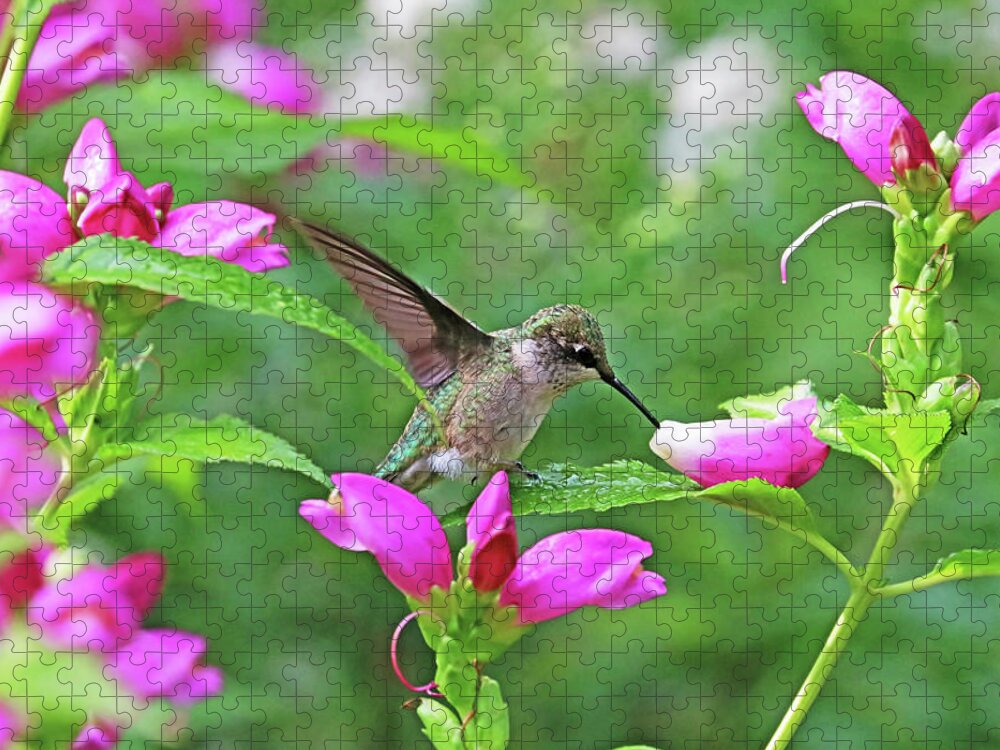 Hummingbird Jigsaw Puzzle featuring the photograph Hummingbird Landing On Dewy Leaf by Debbie Oppermann