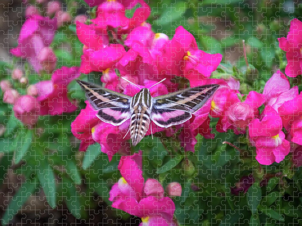 Colorado Flowers Jigsaw Puzzle featuring the photograph Hummingbird Moth and Pink Snapdragons by Debra Martz