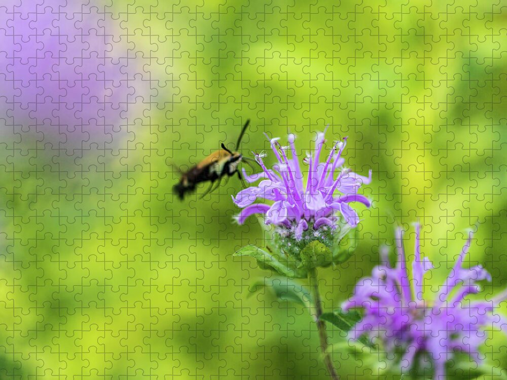 Plants Jigsaw Puzzle featuring the photograph Hummingbird Moth - Delaware Water Gap by Amelia Pearn
