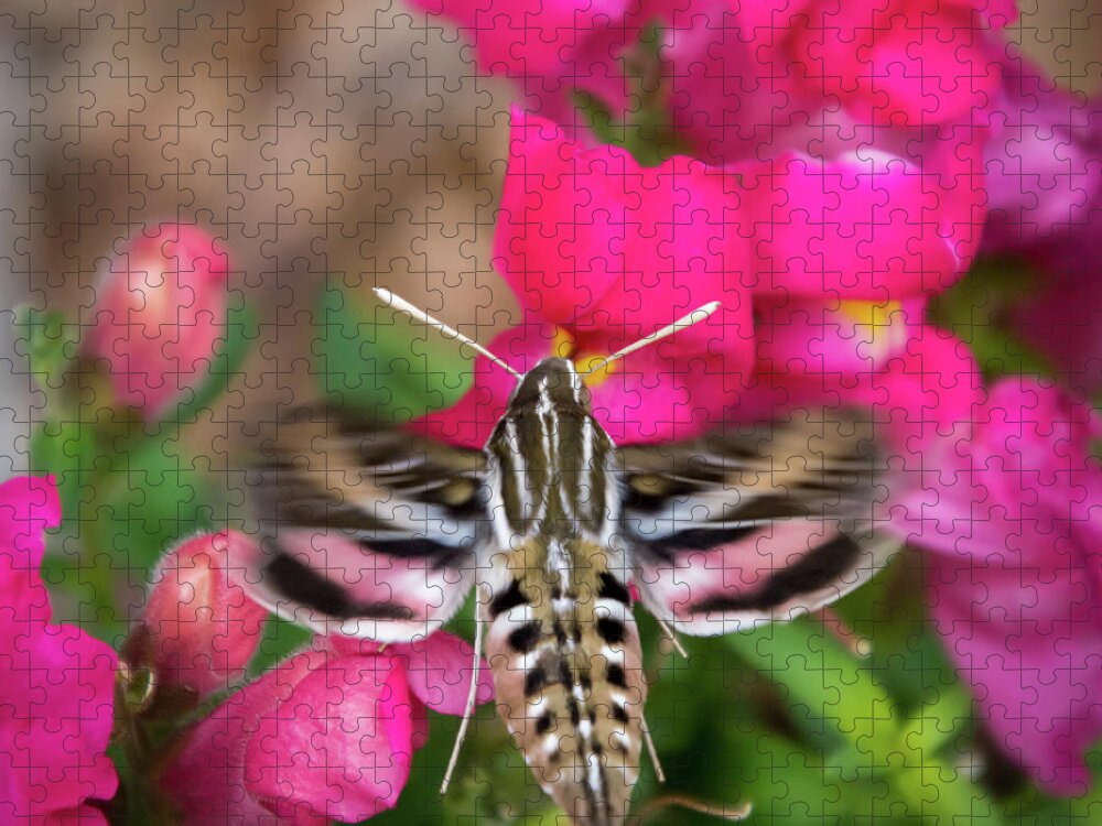 Colorado Flowers Jigsaw Puzzle featuring the photograph Hummingbird Moth in Motion by Debra Martz