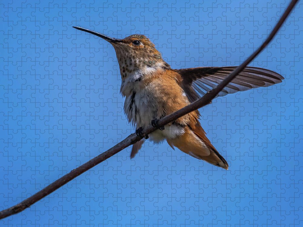 Birds Jigsaw Puzzle featuring the photograph Hummingbird series 1 by Bruce Pritchett