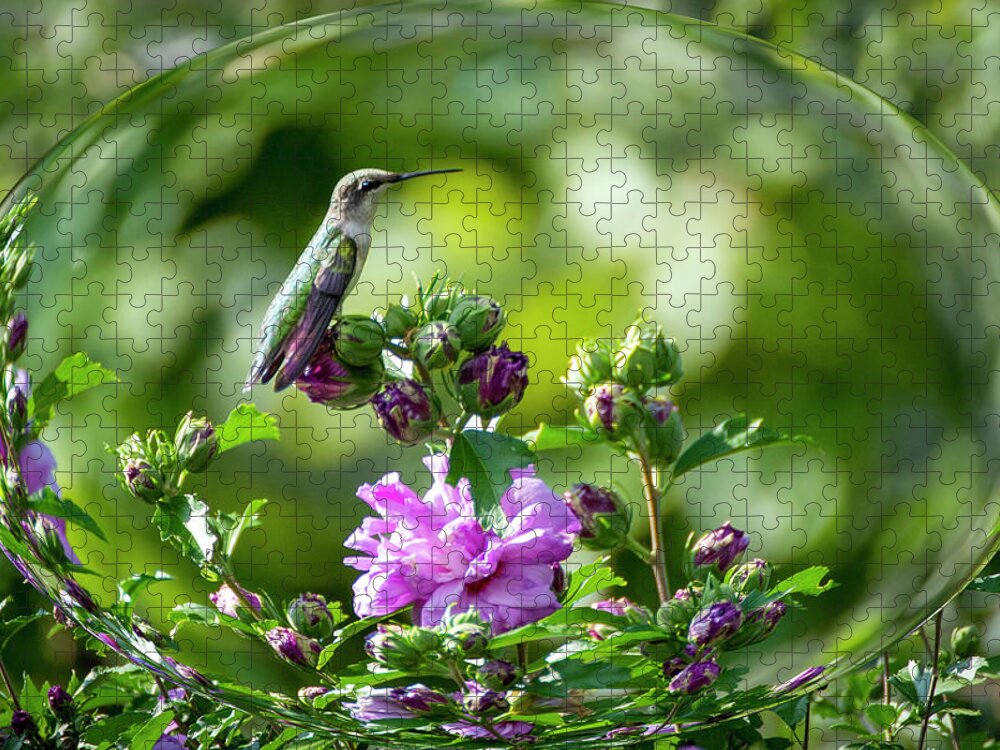 Hummingbird Jigsaw Puzzle featuring the photograph Hummingbird Sitting by Diane Lindon Coy