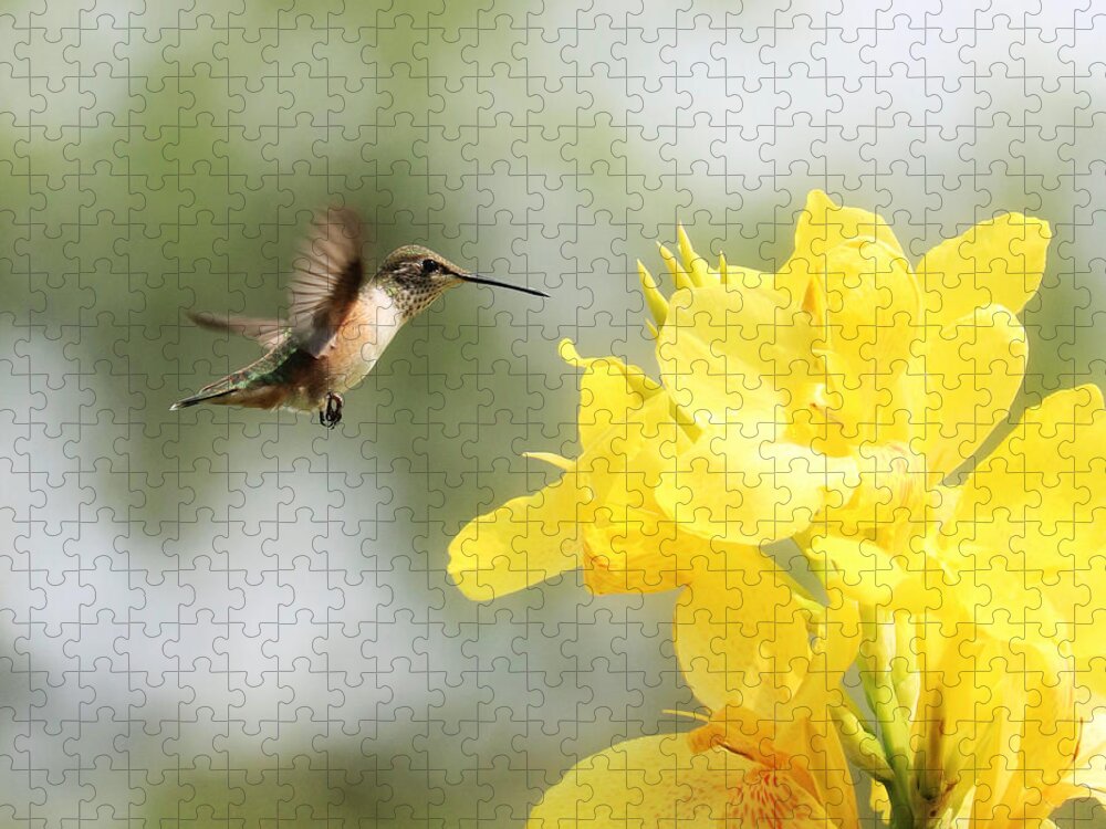 Beckoning Jigsaw Puzzle featuring the photograph Hummingbird with Yellow Canna Lily Square by Carol Groenen