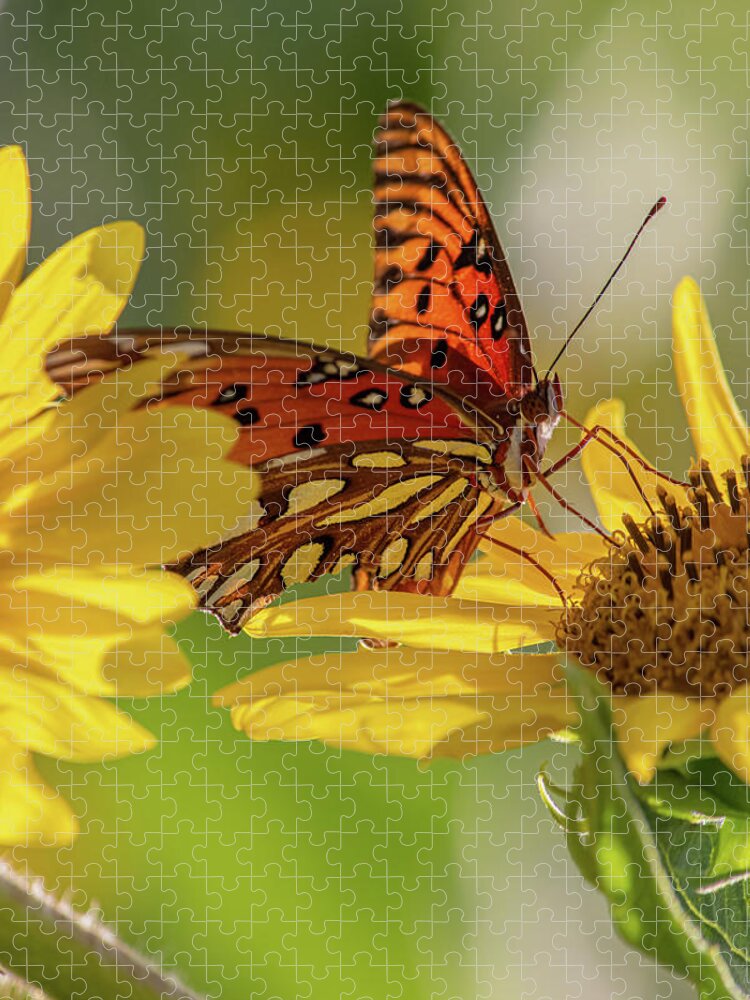 Butterfly Jigsaw Puzzle featuring the photograph Hungry butterfly by Jamie Tyler