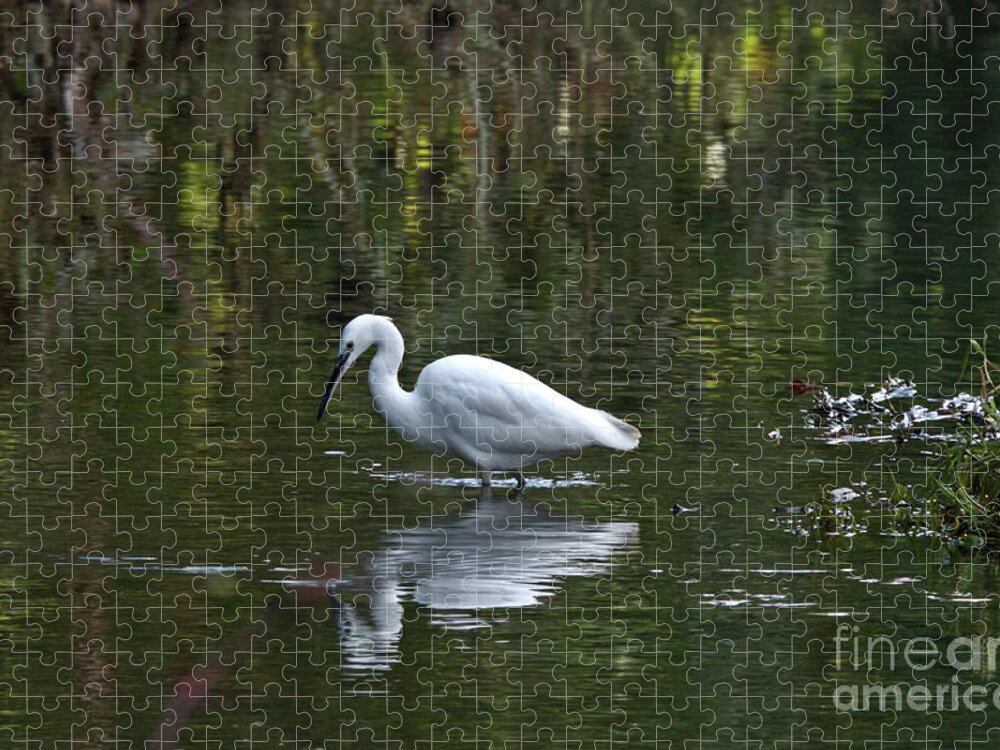 Nature Jigsaw Puzzle featuring the photograph Hunting Egret by Baggieoldboy