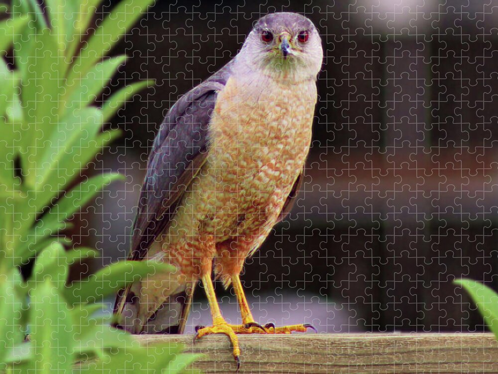 Hawk Jigsaw Puzzle featuring the photograph Hunting for Breakfast by Jason Judd