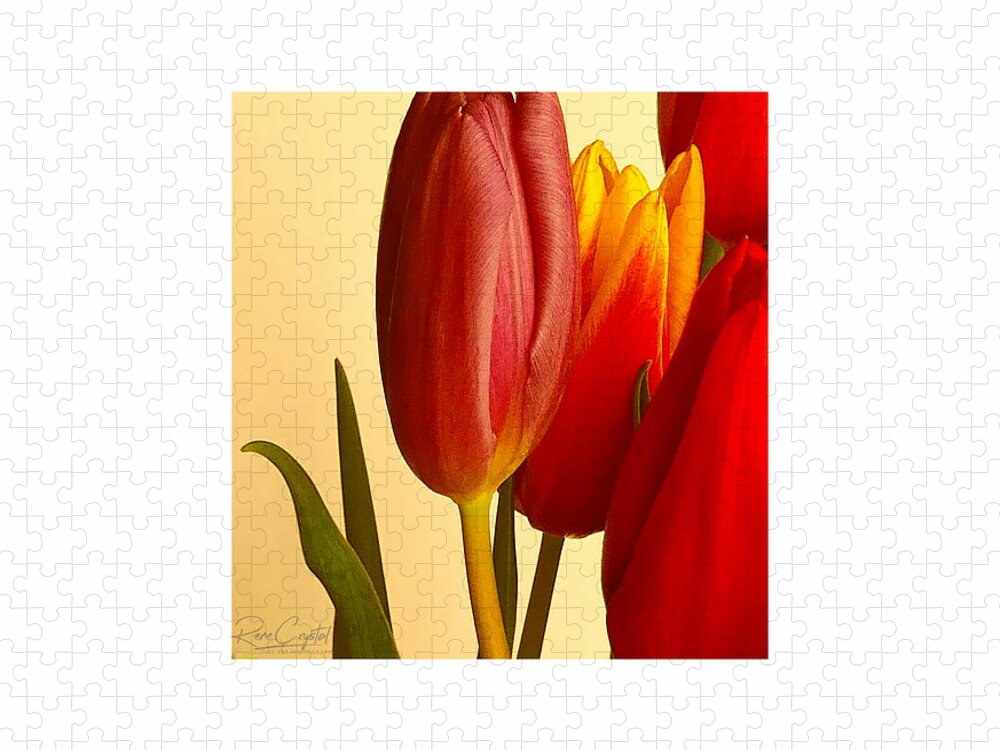 Tulips Jigsaw Puzzle featuring the photograph Hurry Spring - Pretty Please by Rene Crystal
