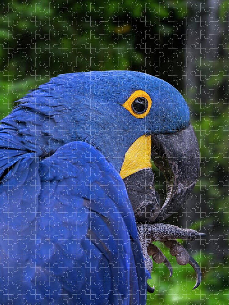 Hyacinth Macaw Jigsaw Puzzle featuring the photograph Hyacinth Macaw in Rainforest by Arterra Picture Library