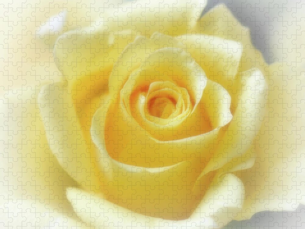 Rose Jigsaw Puzzle featuring the photograph Hybrid Tea Rose - Yellow by Yvonne Johnstone