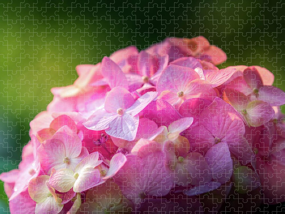 Flower Jigsaw Puzzle featuring the photograph Hydrangea by Allin Sorenson