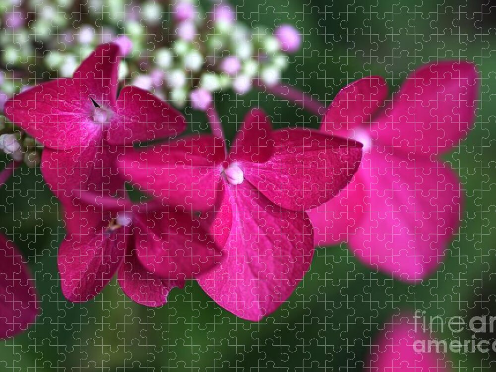 Hydrangea Jigsaw Puzzle featuring the photograph Hydrangea Strawberries and Cream by Joy Watson