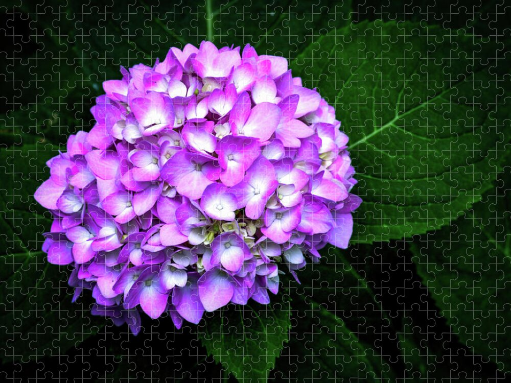 Hydrangea Jigsaw Puzzle featuring the photograph Hydrangea by Susie Loechler