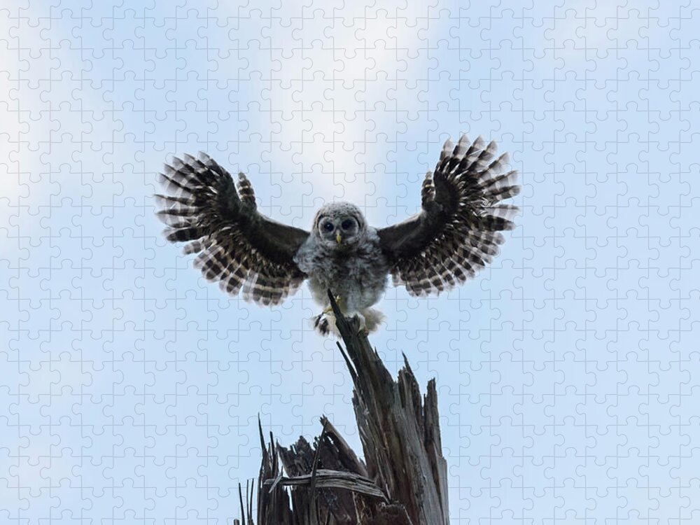 Baby Barred Owls Jigsaw Puzzle featuring the photograph I Believe I Can Fly by Puttaswamy Ravishankar