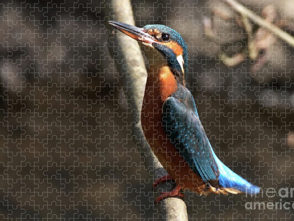 Nature Jigsaw Puzzle featuring the photograph I saw you then by Baggieoldboy