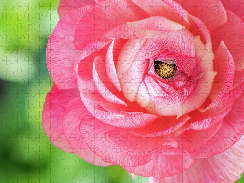 Ranunculus Jigsaw Puzzle featuring the photograph I See You by Elvira Peretsman