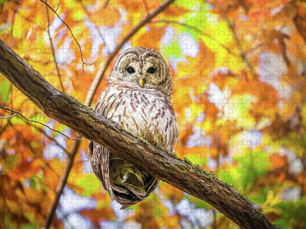 Barred Owl Jigsaw Puzzle featuring the photograph I See You by Jordan Hill