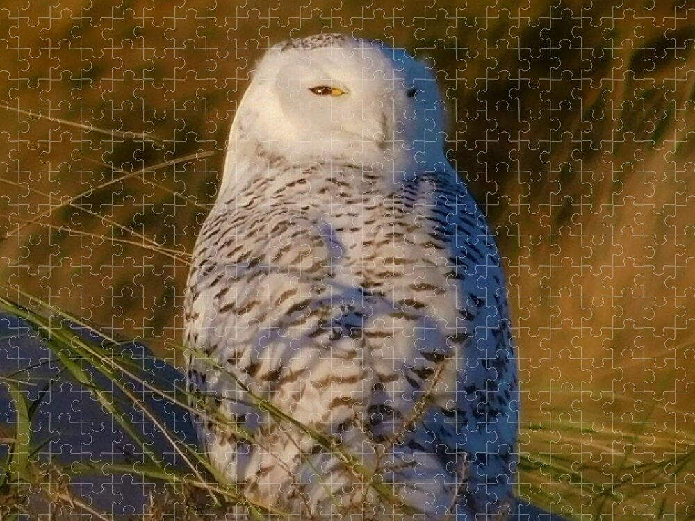 - I Still See You - Snowy Owl Jigsaw Puzzle featuring the photograph - I still see you - Snowy Owl by THERESA Nye