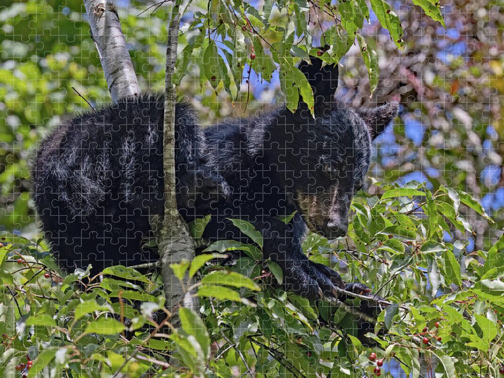 Wildlife Jigsaw Puzzle featuring the photograph I Want Cherries by Gina Fitzhugh