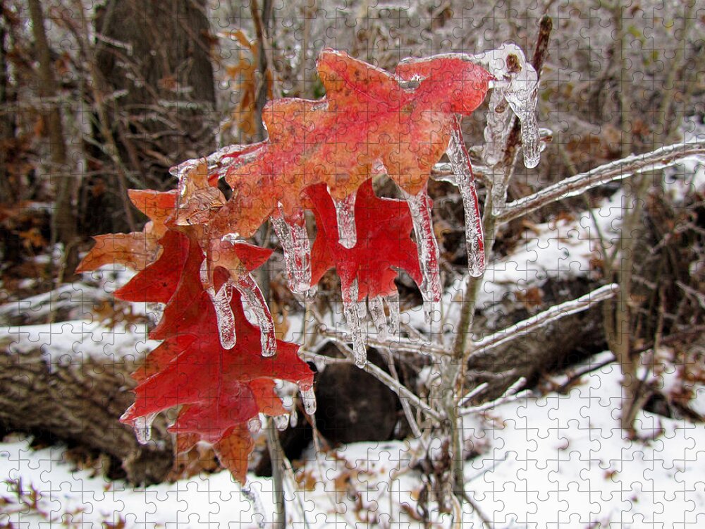 Fstop101 Ice Winter Nature Coated Red Leaves Leaf Jigsaw Puzzle featuring the photograph Ice Covered Leaves by Geno Lee