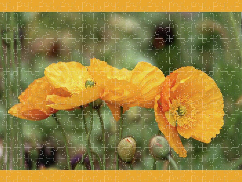 Flower Jigsaw Puzzle featuring the photograph Four Iceland Poppies, The Wonder of it All by Bonnie Colgan