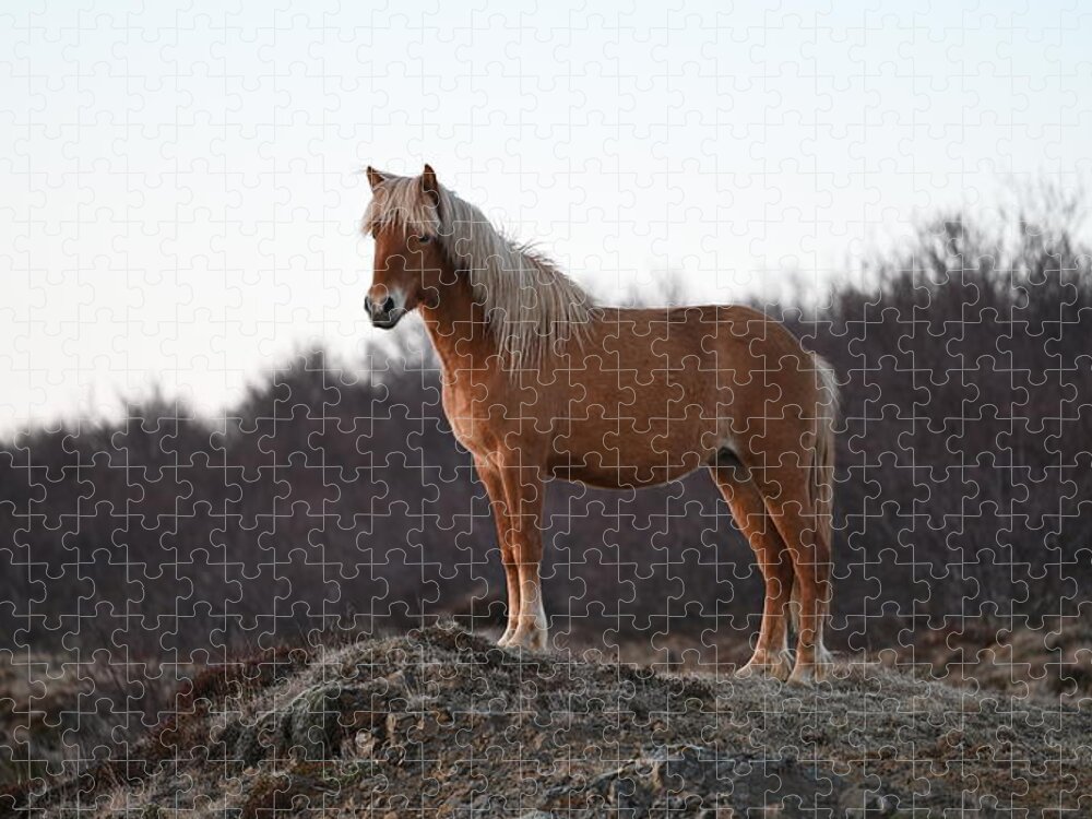 Iceland Jigsaw Puzzle featuring the photograph Icelandic Horse Brown Blonde by William Kennedy