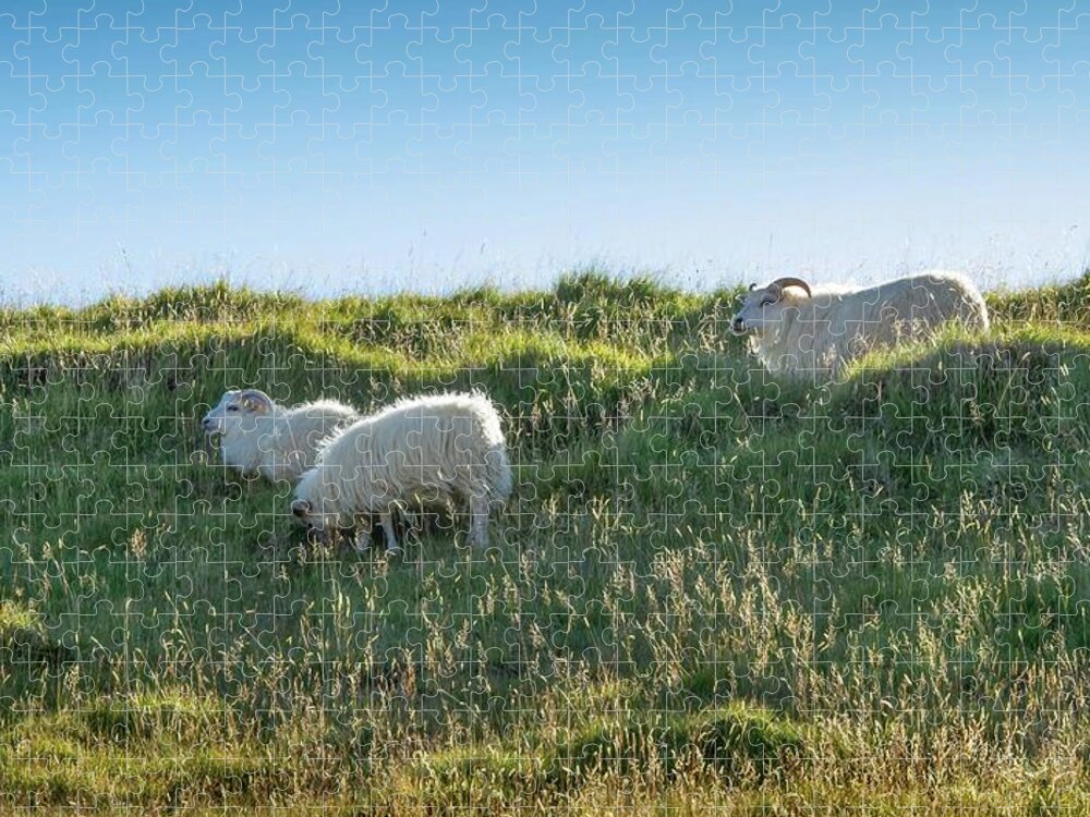 Sheep Jigsaw Puzzle featuring the photograph Icelandic Sheep by Rebecca Herranen