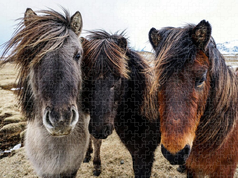 Iceland Jigsaw Puzzle featuring the photograph Icelandic Wild Horses. Iceland by Earth And Spirit