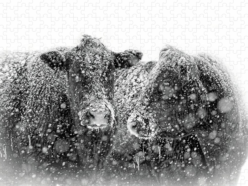 Cattle Jigsaw Puzzle featuring the photograph Icicles on my Nose Black Angus Cows by Jennie Marie Schell