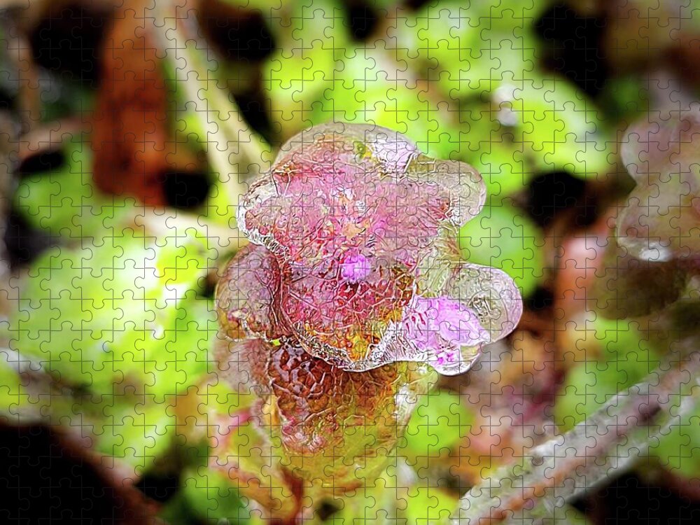 Ice Storm Jigsaw Puzzle featuring the photograph Icy Purple Deadnettle by Ally White