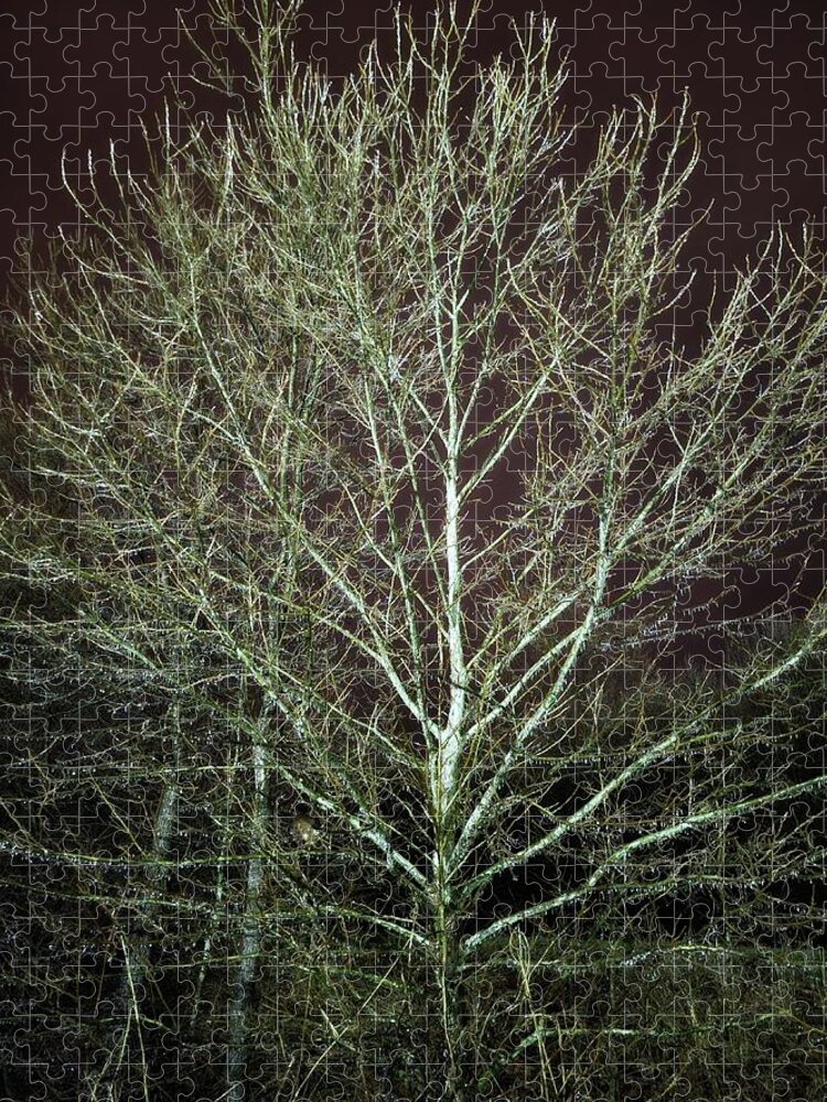 Ice Storm Jigsaw Puzzle featuring the photograph Icy Tree by Ally White